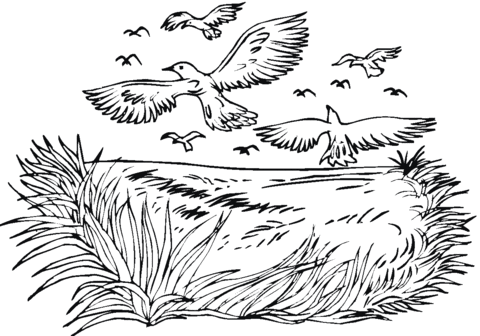 Crows Flock  Coloring Page